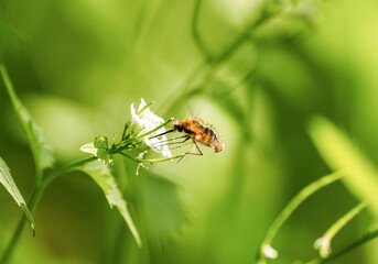 Large bee-fly collecting nectar from a flower. Close-up of the insect in nature against a green background. Bombylius major. Greater bee fly.
