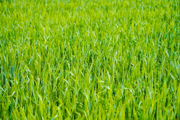 Close-up of a grain field in spring. Green plants in the background.
