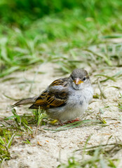 Portrait of a house sparrow. Close-up of the bird.
