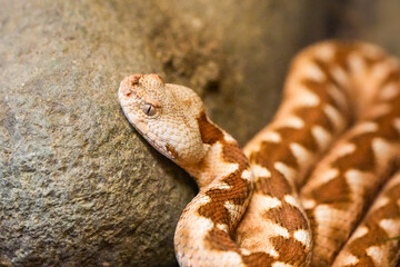 Portrait of a horned viper. Close-up of a reddish-brown snake.
