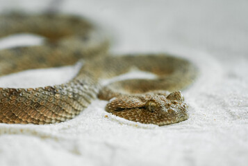 Portrait of a horned viper. Close-up of the snake.
