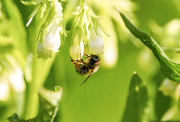 An insect collects nectar from a flower.
