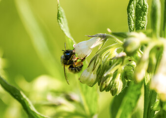 An insect collects nectar from a flower.
