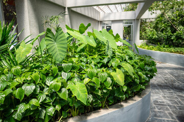 Corporate office or hotel main front decorated with natural garden area. Entrance of modern building in southern city center with outdoor flower bed full of green lush plants and small palm trees.
