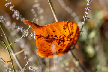 Autumn leaves on the ground during November in Norrköping, Sweden