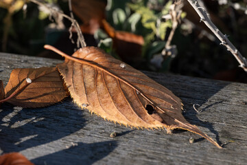 Autumn leaves on the ground during November in Norrköping, Sweden