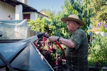 Elderly man in a straw hat watering plants with a hose in his sunny garden. A dedicated senior gardener tending to his crops in a rural or backyard setting, embodying dedication and a love for nature.