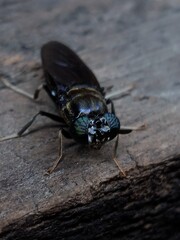 Close-up photo of a black soldier fly