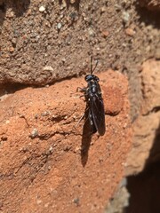 Close-up photo of a black soldier fly