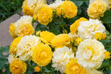 黄色の薔薇