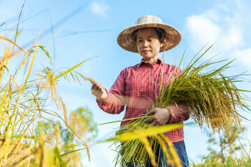 Portrait Asian woman farmer harvesting in the rice field on blue sky background.Thailand agriculture in harvest season.Agriculture Thai female farmer working in the rice field at countryside concept.