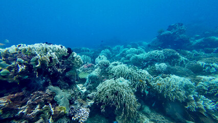 Colorful coral reef stretches across the clear blue ocean. Soft corals and sponges form a vibrant underwater landscape full of marine life.