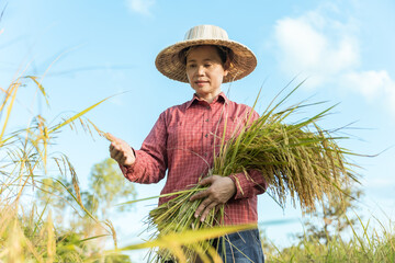 Portrait Asian woman farmer harvesting in the rice field on blue sky background.Thailand agriculture in harvest season.Agriculture Thai female farmer working in the rice field at countryside concept.