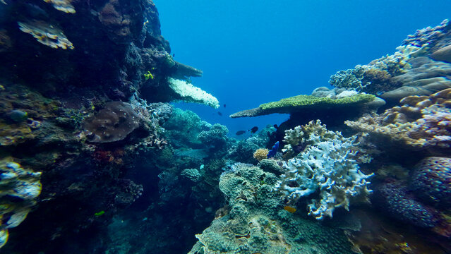 Underwater view of a coral reef with tropical fish swimming among vibrant corals. Clear blue ocean water reveals diverse marine life and natural reef formations. - Powered by Adobe