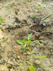 small green plant