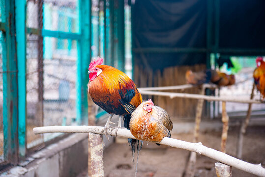 One rooster and one hen sitting on a twig. High quality photo - Powered by Adobe