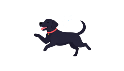 black labrador retriever dog