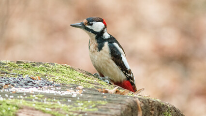 great tit parus major © lazalnik
