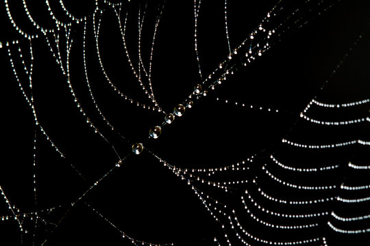spider web with dew drops