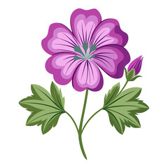 geranium pratense on white