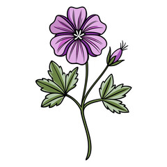 geranium pratense line art on white background