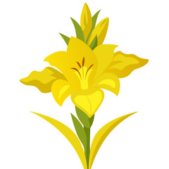 gladioli yellow on white background