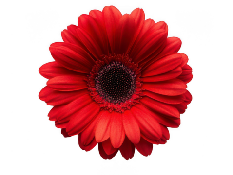 Vibrant red flower with bold petals, perfect for adding a touch of elegance and color to any design project or floral arrangement.