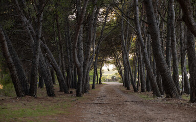 Straight forest path between leaning pine trees, soft natural light and symmetry. Concept of mindfulness, direction, and calm outdoor travel. Copy space for text