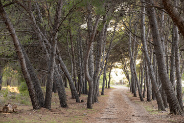 Curved pine trees forming forest path in soft daylight. Natural woodland background for eco design, hiking, travel, or mindfulness concept visuals. Copy space available