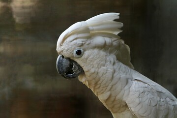 close up of a Cacatua alba