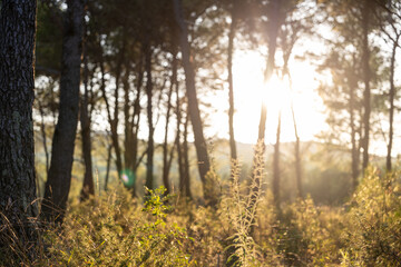 Sunny pine forest with golden backlight and soft copy space. Natural woodland background symbolizing peace, mindfulness, and calm outdoor atmosphere. Panoramic format for design use