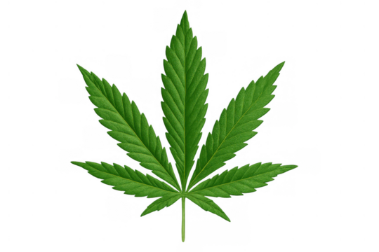 Green cannabis leaf for medical marijuana, hemp oil, and cbd. Representing alternative medicine or legal issues, transparent background