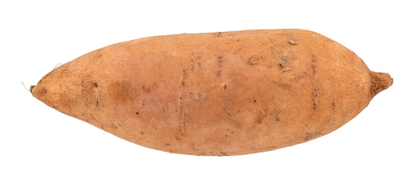 isolated whole raw sweet potato, fresh organic root vegetable for cooking, healthy natural food ingredient