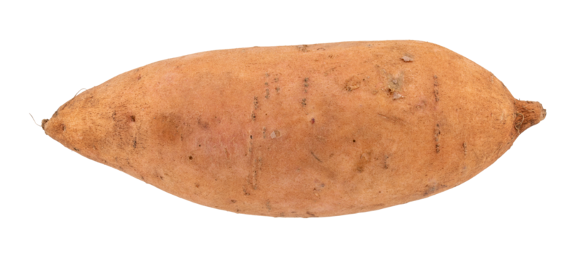 isolated whole raw sweet potato, fresh organic root vegetable for cooking, healthy natural food ingredient