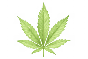Cannabis leaf with clear water drops showing natural freshness, health, and organic growth, transparent background