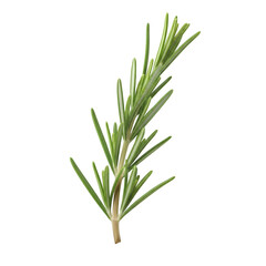 Fresh Rosemary Sprig: Aromatic Herb for Culinary Delights and Fragrant Gardens.