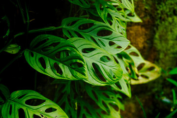 Lush Green Monstera Adansonii Leaves Exotic Swiss Cheese Plant on Dark Background.