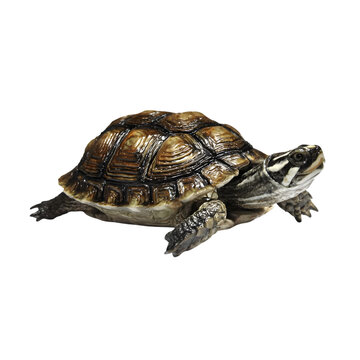 Adorable small turtle with intricate shell pattern and striking head markings crawls forward with curious gaze, perfect for nature and educational projects