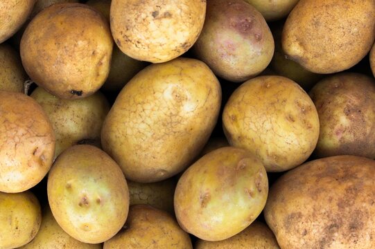 Close-up of freshly harvested unwashed organic yellow potatoes