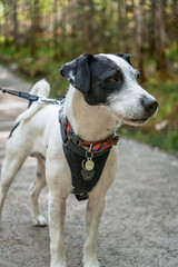 Black and white Jack Russell Terrier on a walk