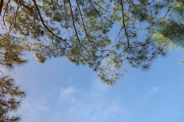 Pine leaves with a bright blue cloudy sky background