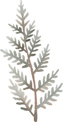 Watercolor silver christmas leaf branch on transparent background.