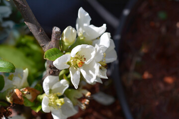 White flowering quince branch with flowers - Latin name - Chaenomeles speciosa Nivalis