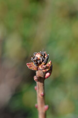 Hybrid azalea branch with buds - Latin name - Rhododendron Western Lights