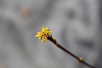 Variegated Siberian dogwood flower buds - Latin name - Cornus alba Sibirica Variegata
