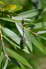 A black and yellow striped clubtail dragonfly is captured in a close up, resting vertically on a green willow leaf against a blurred natural background