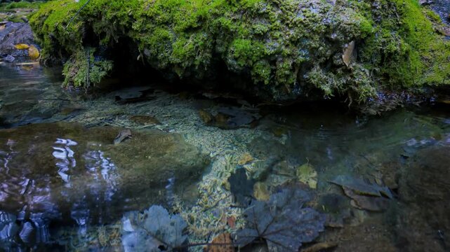 Clear mountain stream flowing over mossy rocks in slow motion, showing calm and natural details of crystal water and forest reflections