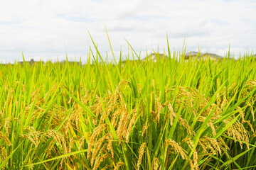 Cloudy skies, autumn rice fields, rice ears	