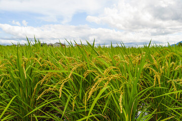 Fototapeta premium Cloudy skies, autumn rice fields, rice ears 