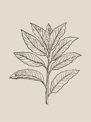 Bay laurel plant vintage botanical engraving Laurus nobilis illustration